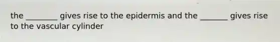 the ________ gives rise to the epidermis and the _______ gives rise to the vascular cylinder