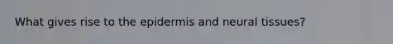 What gives rise to the epidermis and neural tissues?