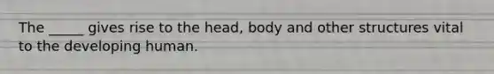 The _____ gives rise to the head, body and other structures vital to the developing human.