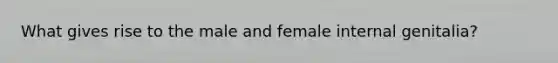 What gives rise to the male and female internal genitalia?