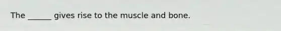 The ______ gives rise to the muscle and bone.