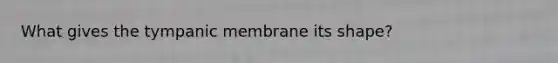 What gives the tympanic membrane its shape?