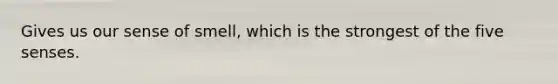 Gives us our sense of smell, which is the strongest of the five senses.