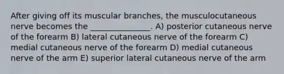 After giving off its muscular branches, the musculocutaneous nerve becomes the _______________. A) posterior cutaneous nerve of the forearm B) lateral cutaneous nerve of the forearm C) medial cutaneous nerve of the forearm D) medial cutaneous nerve of the arm E) superior lateral cutaneous nerve of the arm