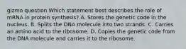 gizmo question Which statement best describes the role of mRNA in protein synthesis? A. Stores the genetic code in the nucleus. B. Splits the DNA molecule into two strands. C. Carries an amino acid to the ribosome. D. Copies the genetic code from the DNA molecule and carries it to the ribosome.