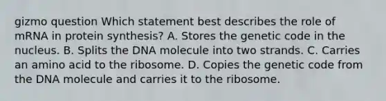 gizmo question Which statement best describes the role of mRNA in protein synthesis? A. Stores the genetic code in the nucleus. B. Splits the DNA molecule into two strands. C. Carries an amino acid to the ribosome. D. Copies the genetic code from the DNA molecule and carries it to the ribosome.