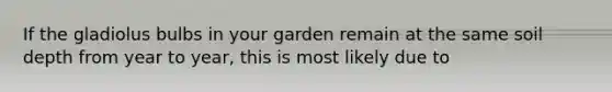 If the gladiolus bulbs in your garden remain at the same soil depth from year to year, this is most likely due to