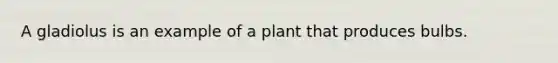 A gladiolus is an example of a plant that produces bulbs.