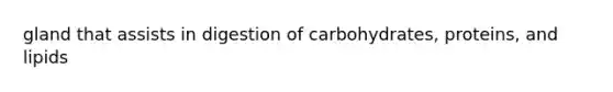 gland that assists in digestion of carbohydrates, proteins, and lipids