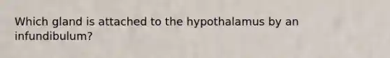 Which gland is attached to the hypothalamus by an infundibulum?