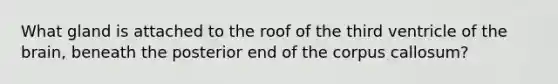 What gland is attached to the roof of the third ventricle of the brain, beneath the posterior end of the corpus callosum?