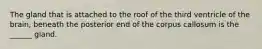 The gland that is attached to the roof of the third ventricle of the brain, beneath the posterior end of the corpus callosum is the ______ gland.