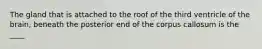 The gland that is attached to the roof of the third ventricle of the brain, beneath the posterior end of the corpus callosum is the ____