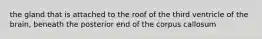 the gland that is attached to the roof of the third ventricle of the brain, beneath the posterior end of the corpus callosum