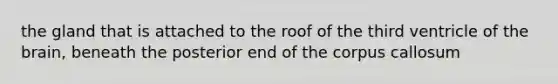 the gland that is attached to the roof of the third ventricle of <a href='https://www.questionai.com/knowledge/kLMtJeqKp6-the-brain' class='anchor-knowledge'>the brain</a>, beneath the posterior end of the corpus callosum