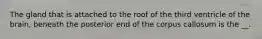 The gland that is attached to the roof of the third ventricle of the brain, beneath the posterior end of the corpus callosum is the __.