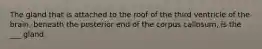 The gland that is attached to the roof of the third ventricle of the brain, beneath the posterior end of the corpus callosum, is the ___ gland.
