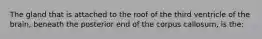 The gland that is attached to the roof of the third ventricle of the brain, beneath the posterior end of the corpus callosum, is the: