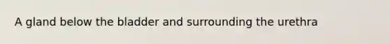 A gland below the bladder and surrounding the urethra