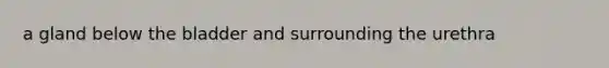 a gland below the bladder and surrounding the urethra
