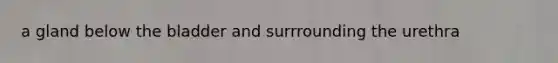 a gland below the bladder and surrrounding the urethra