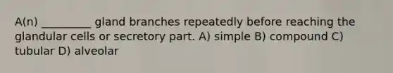 A(n) _________ gland branches repeatedly before reaching the glandular cells or secretory part. A) simple B) compound C) tubular D) alveolar