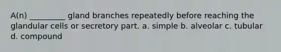 A(n) _________ gland branches repeatedly before reaching the glandular cells or secretory part. a. simple b. alveolar c. tubular d. compound