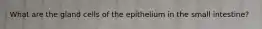 What are the gland cells of the epithelium in the small intestine?