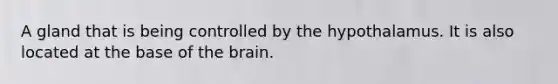 A gland that is being controlled by the hypothalamus. It is also located at the base of the brain.