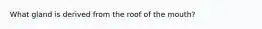 What gland is derived from the roof of the mouth?