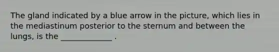 The gland indicated by a blue arrow in the picture, which lies in the mediastinum posterior to the sternum and between the lungs, is the _____________ .