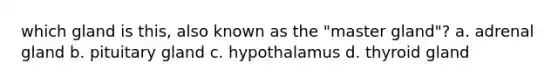 which gland is this, also known as the "master gland"? a. adrenal gland b. pituitary gland c. hypothalamus d. thyroid gland