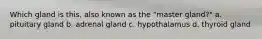 Which gland is this, also known as the "master gland?" a. pituitary gland b. adrenal gland c. hypothalamus d. thyroid gland