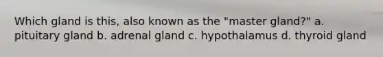 Which gland is this, also known as the "master gland?" a. pituitary gland b. adrenal gland c. hypothalamus d. thyroid gland