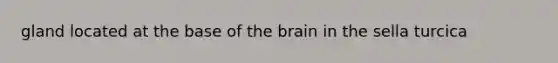 gland located at the base of the brain in the sella turcica