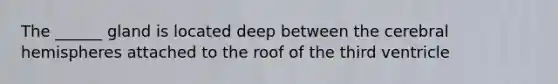 The ______ gland is located deep between the cerebral hemispheres attached to the roof of the third ventricle