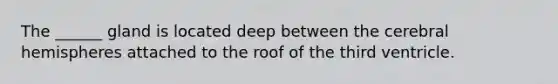 The ______ gland is located deep between the cerebral hemispheres attached to the roof of the third ventricle.