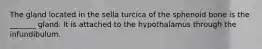 The gland located in the sella turcica of the sphenoid bone is the _______ gland. It is attached to the hypothalamus through the infundibulum.