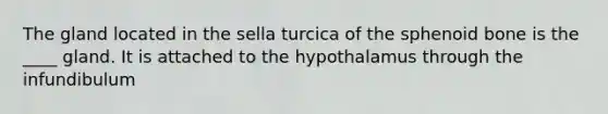 The gland located in the sella turcica of the sphenoid bone is the ____ gland. It is attached to the hypothalamus through the infundibulum