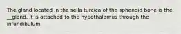 The gland located in the sella turcica of the sphenoid bone is the __gland. It is attached to the hypothalamus through the infundibulum.