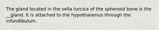 The gland located in the sella turcica of the sphenoid bone is the __gland. It is attached to the hypothalamus through the infundibulum.