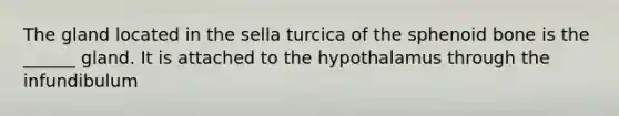 The gland located in the sella turcica of the sphenoid bone is the ______ gland. It is attached to the hypothalamus through the infundibulum