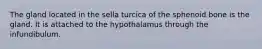 The gland located in the sella turcica of the sphenoid bone is the gland. It is attached to the hypothalamus through the infundibulum.