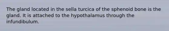 The gland located in the sella turcica of the sphenoid bone is the gland. It is attached to the hypothalamus through the infundibulum.