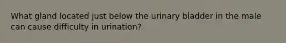 What gland located just below the urinary bladder in the male can cause difficulty in urination?