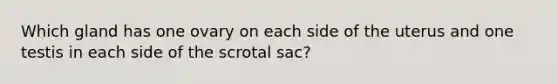 Which gland has one ovary on each side of the uterus and one testis in each side of the scrotal sac?