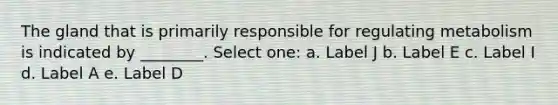 The gland that is primarily responsible for regulating metabolism is indicated by ________. Select one: a. Label J b. Label E c. Label I d. Label A e. Label D