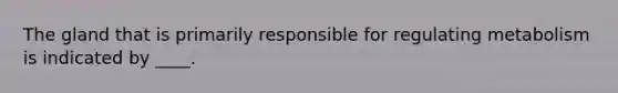 The gland that is primarily responsible for regulating metabolism is indicated by ____.