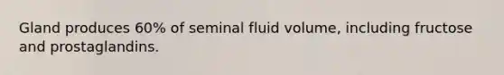 Gland produces 60% of seminal fluid volume, including fructose and prostaglandins.