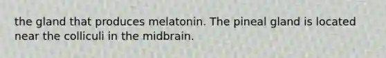 the gland that produces melatonin. The pineal gland is located near the colliculi in the midbrain.